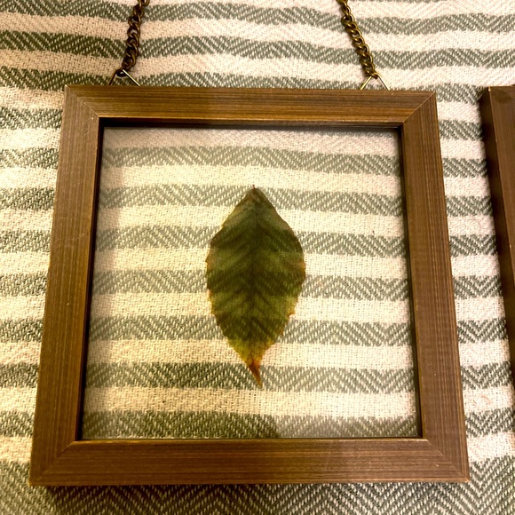 2 Leaf Pressings in Glass with Wooden Frames - Picture 2 of 4